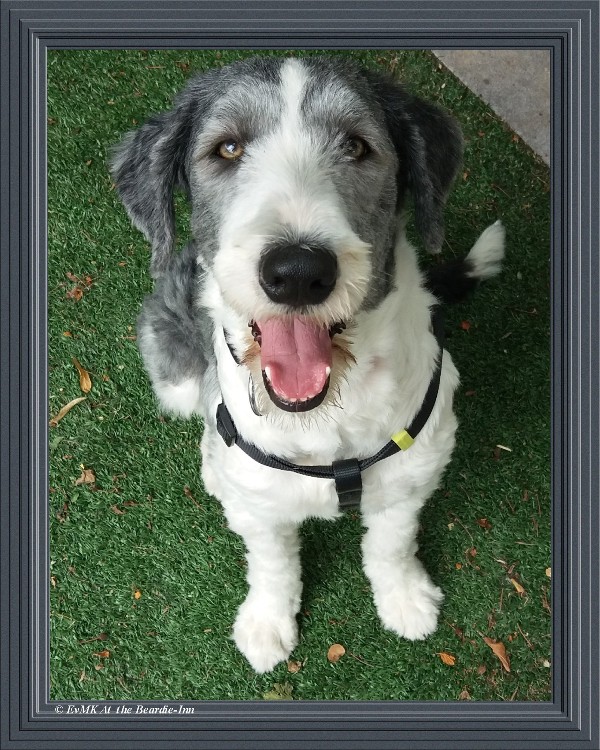 bearded collie Seagull Make you feel my love